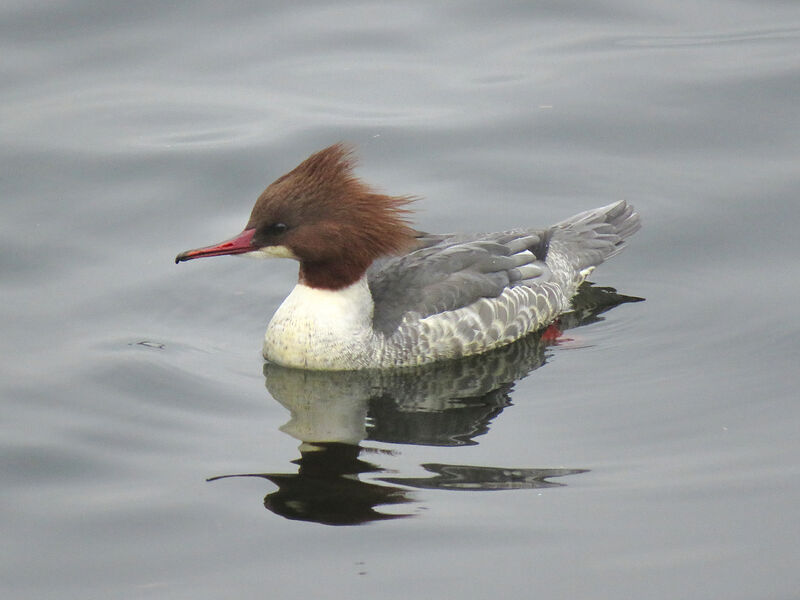 Common Merganser