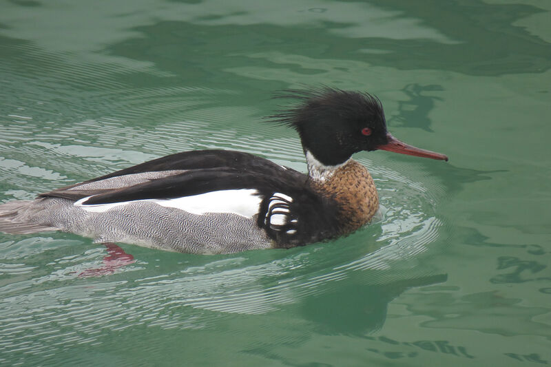 Red-breasted Merganser