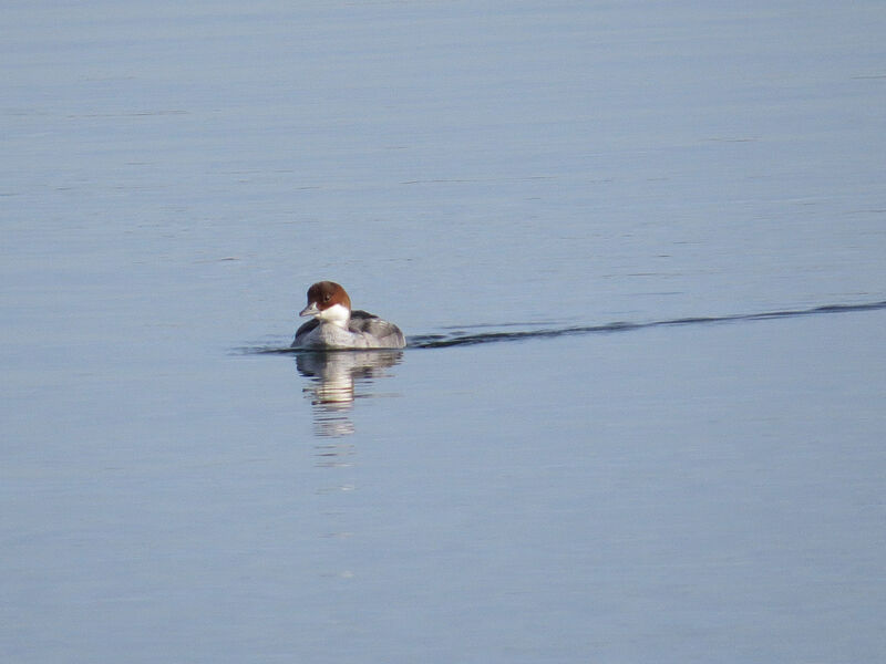 Smew