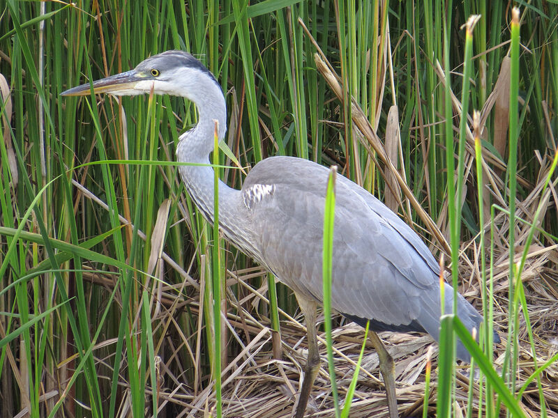 Grey Heron