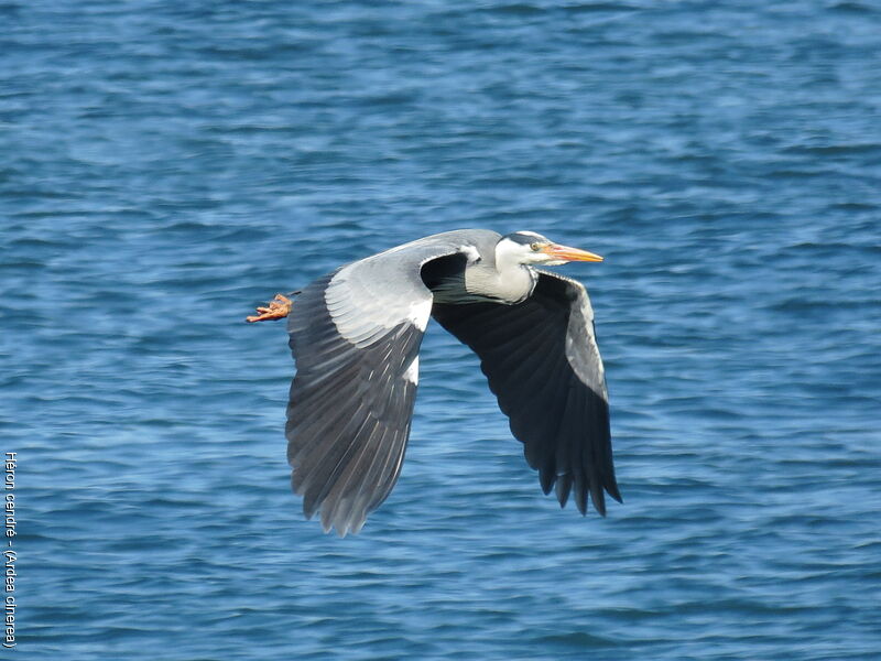 Grey Heron