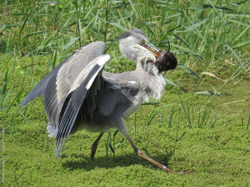 Grey Heronjuvenile