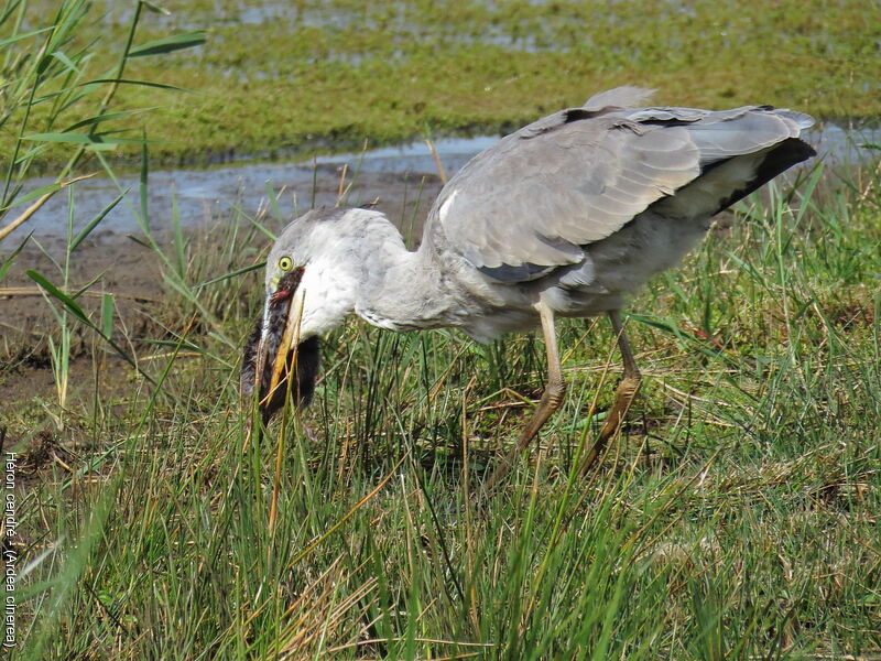 Grey Heron