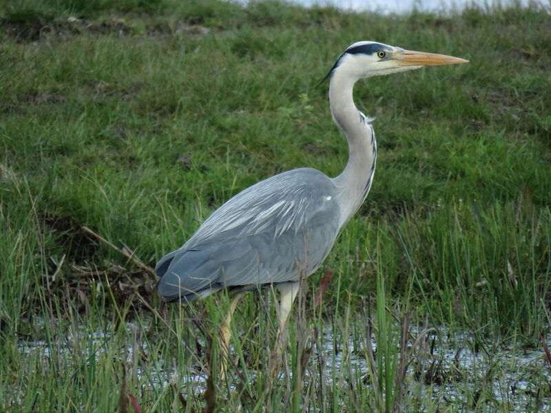 Grey Heron