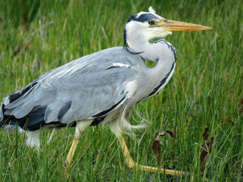 Grey Heron