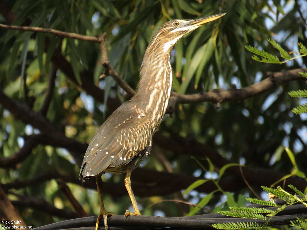 Héron des mangrovesimmature, identification, pigmentation