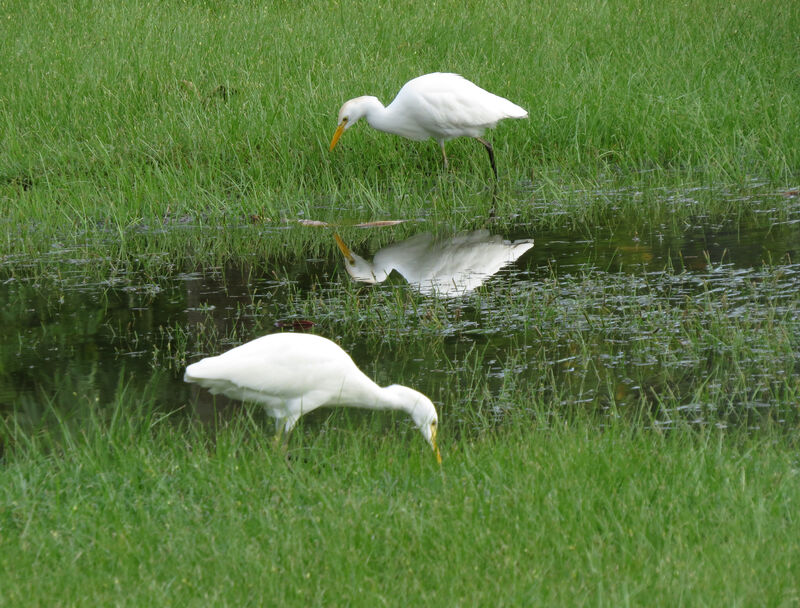 Western Cattle Egret