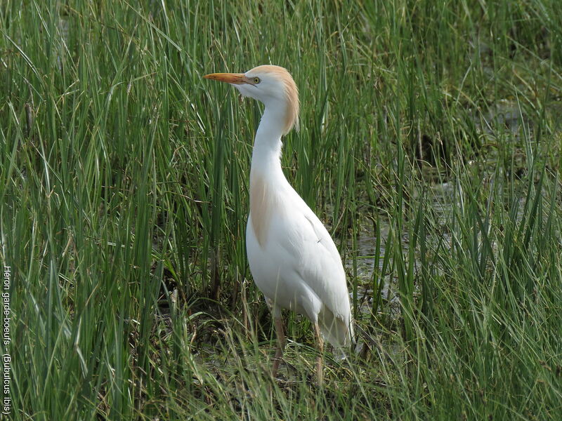 Western Cattle Egret