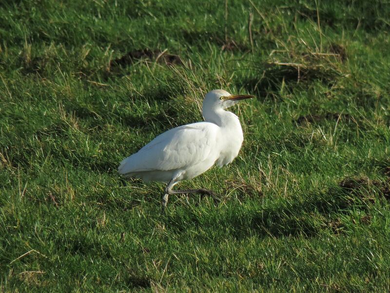 Western Cattle Egret