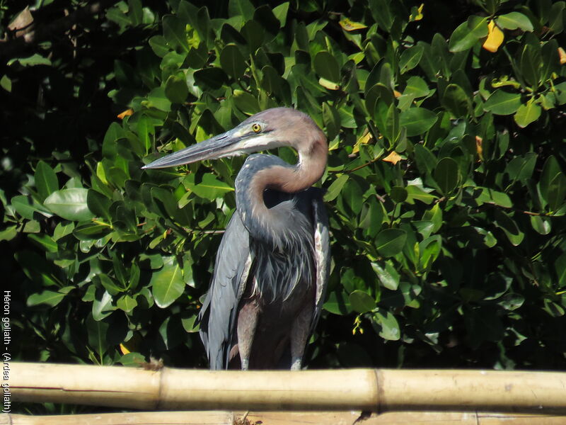 Goliath Heron