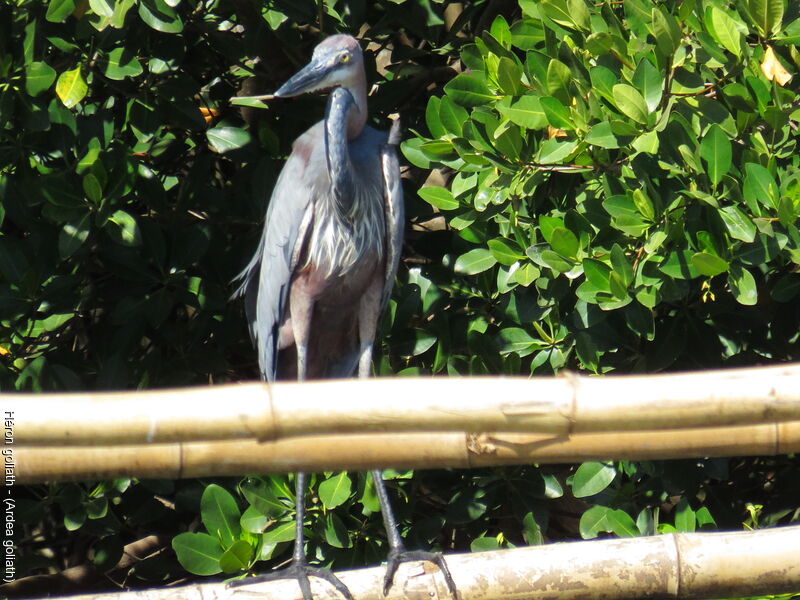 Goliath Heron