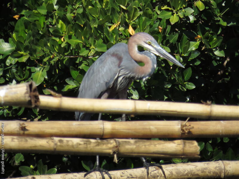 Goliath Heron