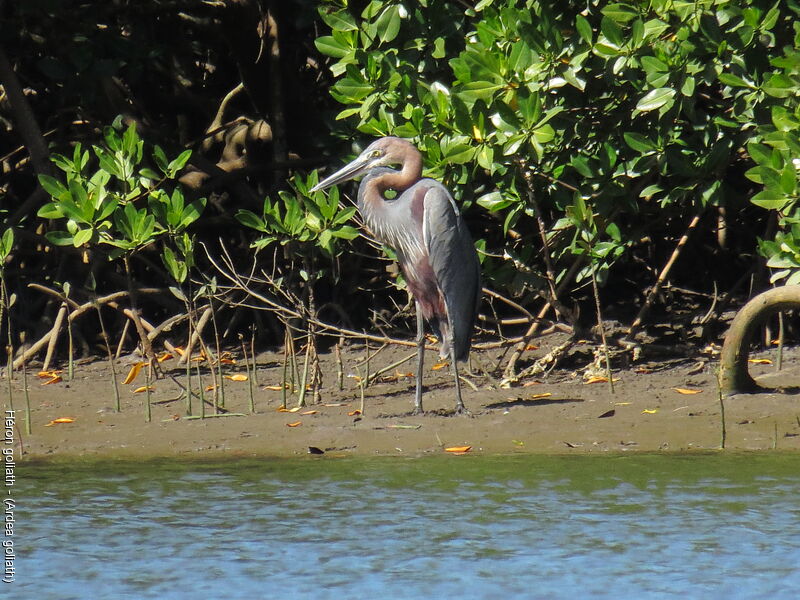 Goliath Heron