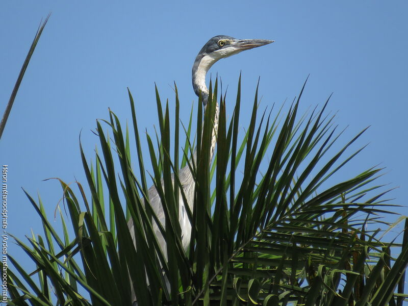 Black-headed Heron