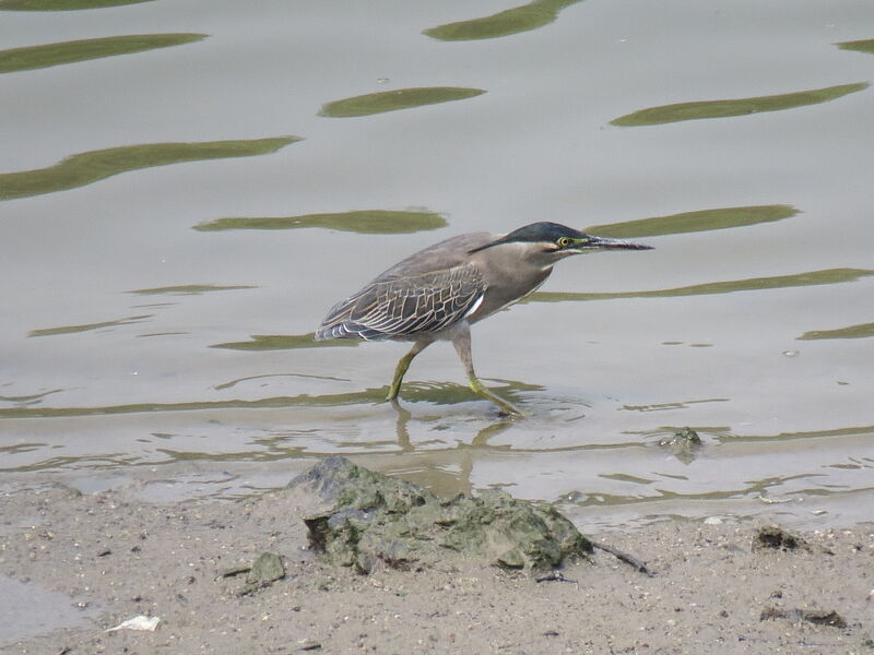 Striated Heron