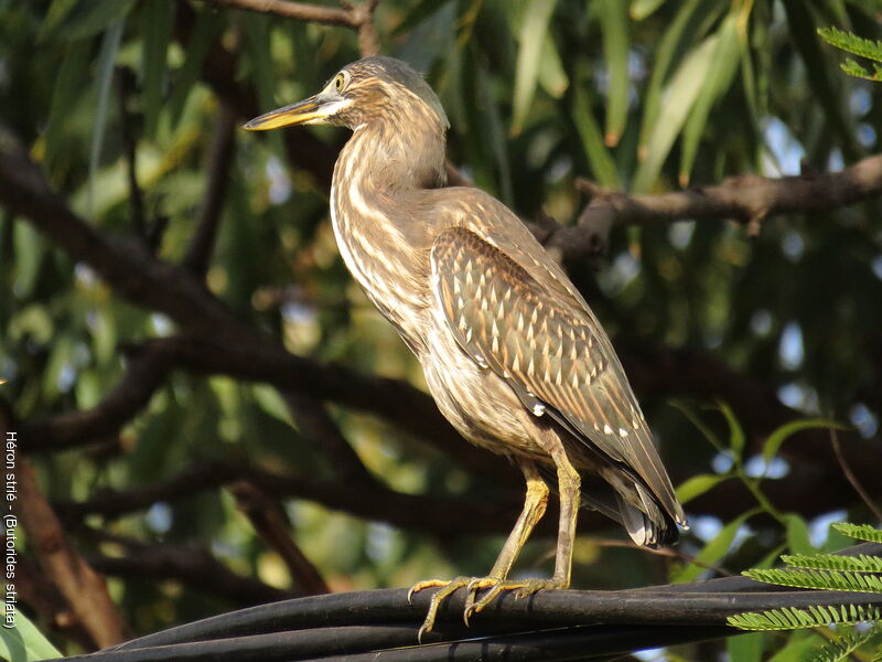 Striated Heron