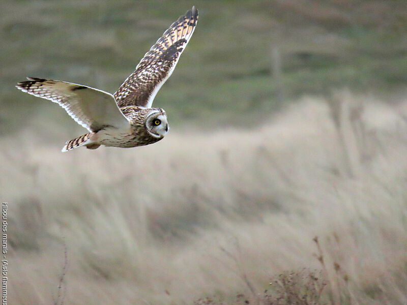 Short-eared Owl