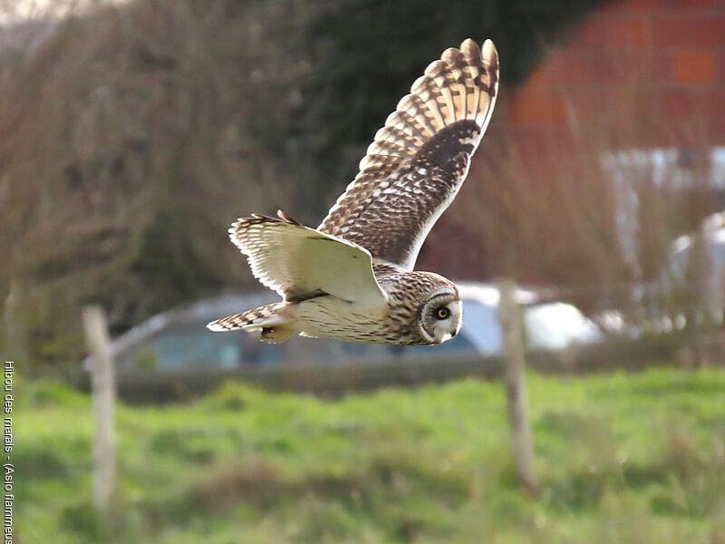 Short-eared Owl