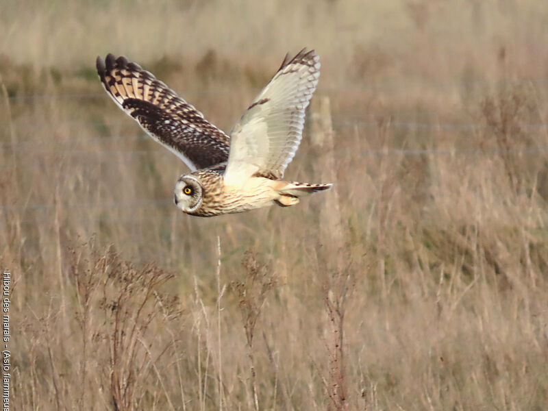 Short-eared Owl