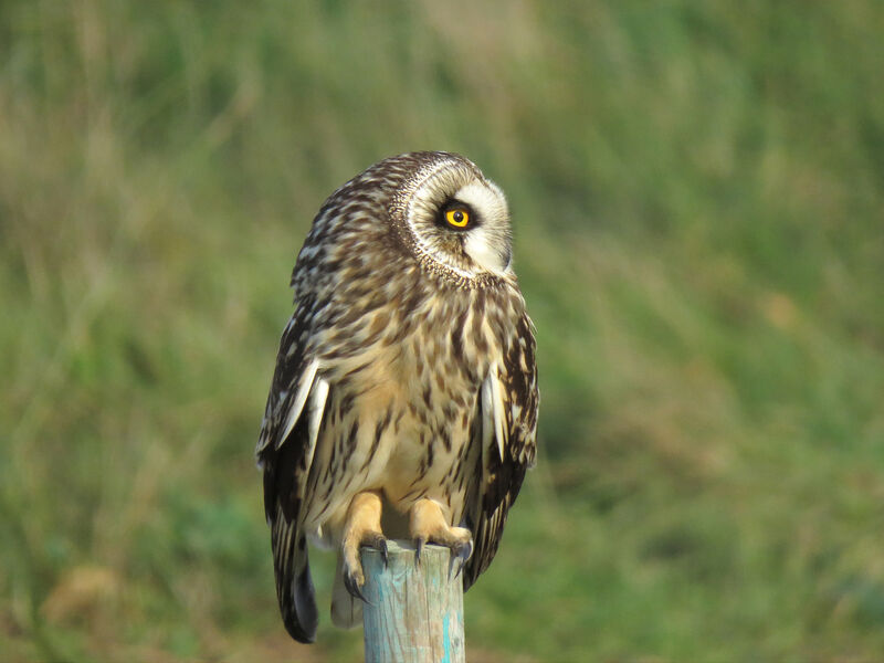 Hibou des marais