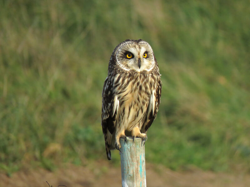 Hibou des marais