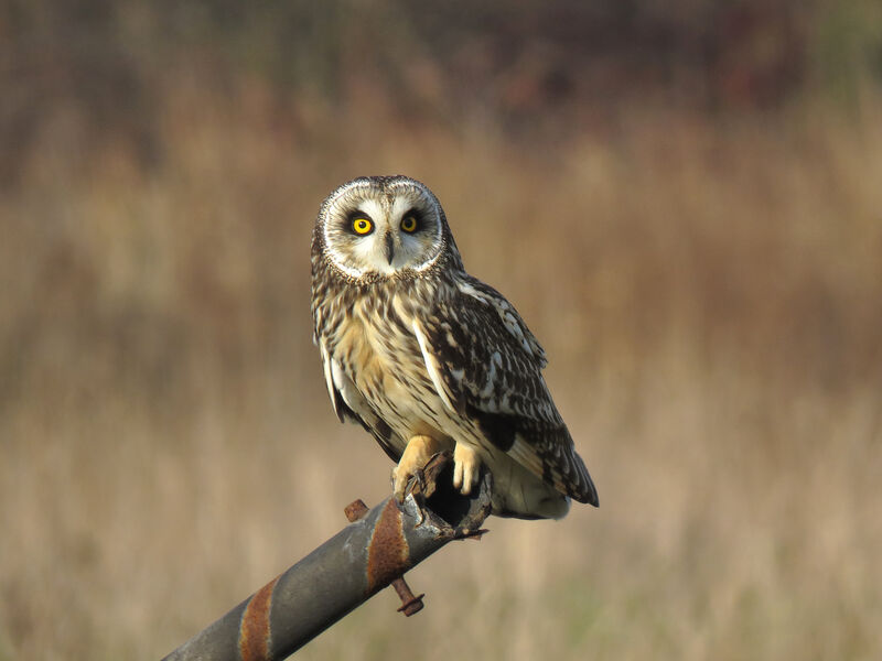 Hibou des marais