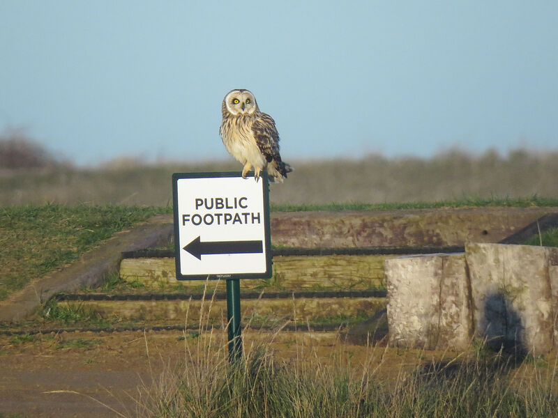 Short-eared Owl