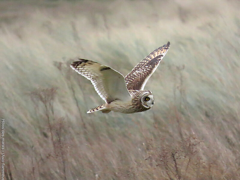 Short-eared Owl