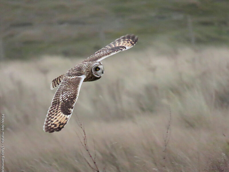 Hibou des marais