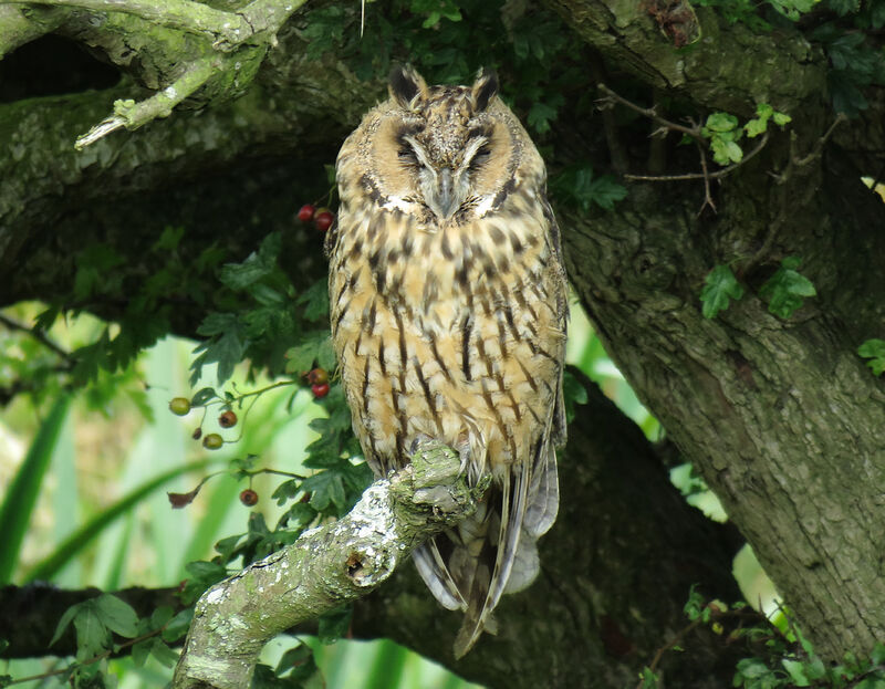 Long-eared Owl