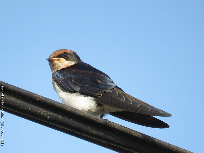 Hirondelle à longs brins