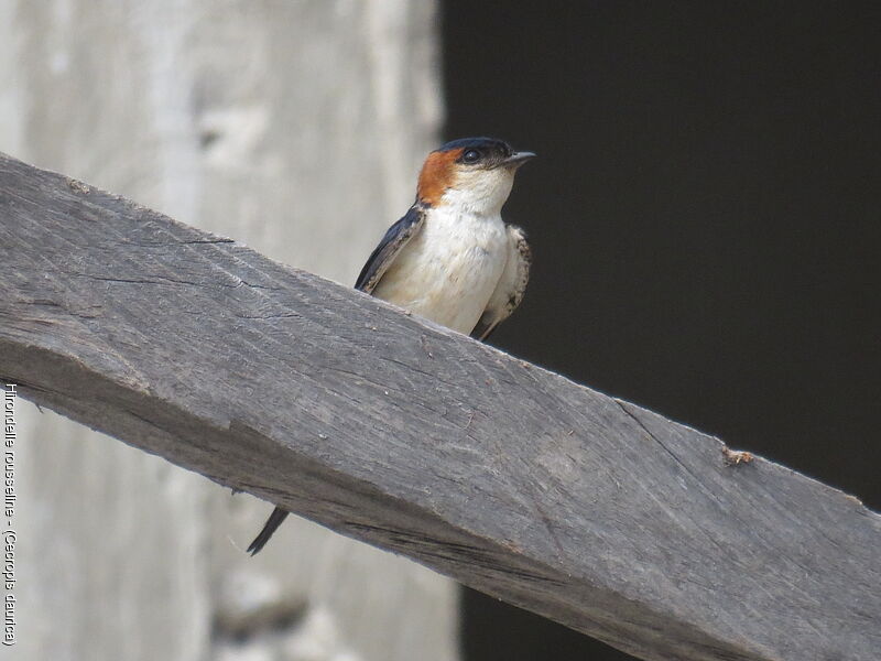 Hirondelle rousseline