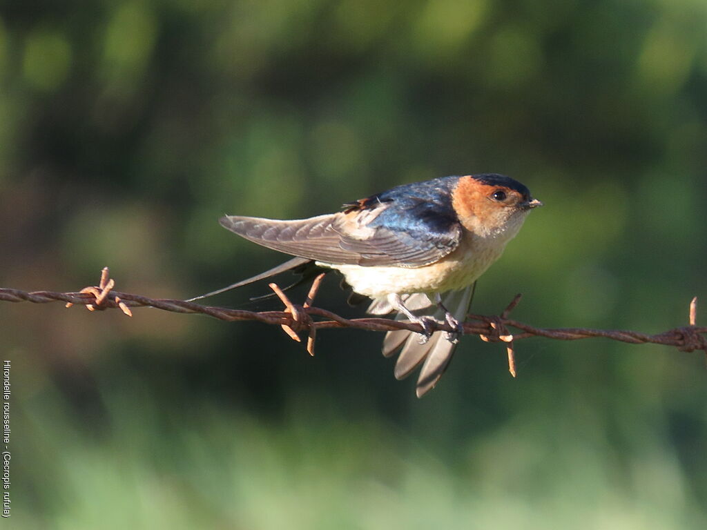 Hirondelle rousseline