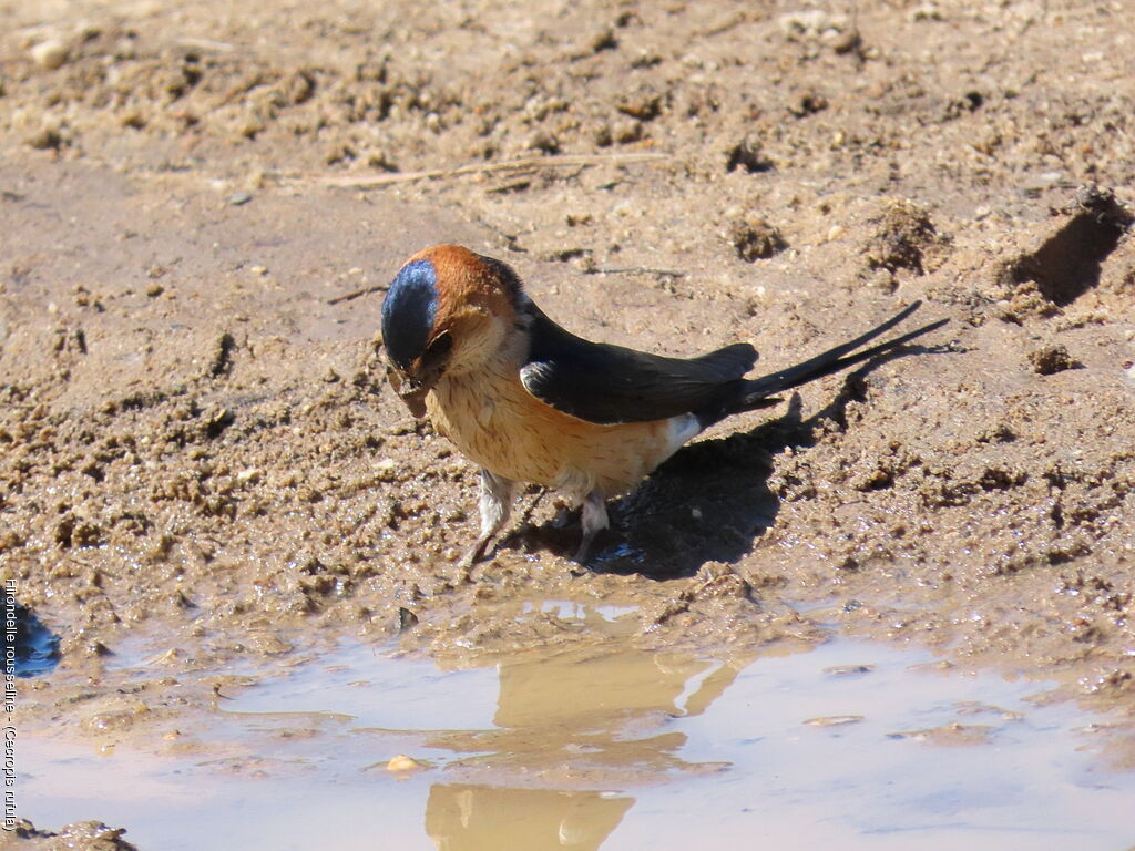 Hirondelle rousseline
