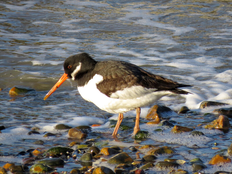 Eurasian Oystercatcher