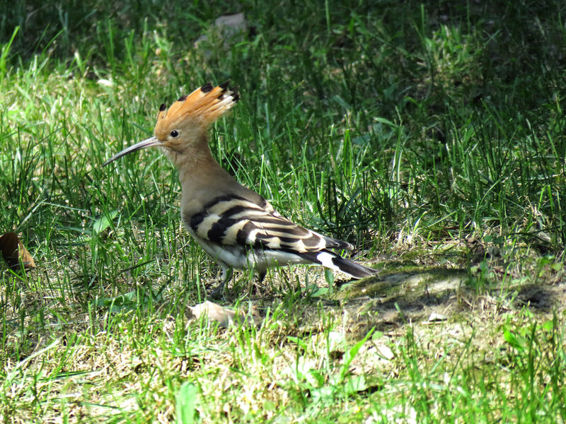 Eurasian Hoopoe