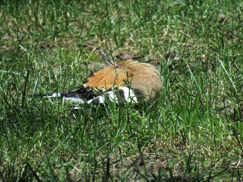 Eurasian Hoopoe