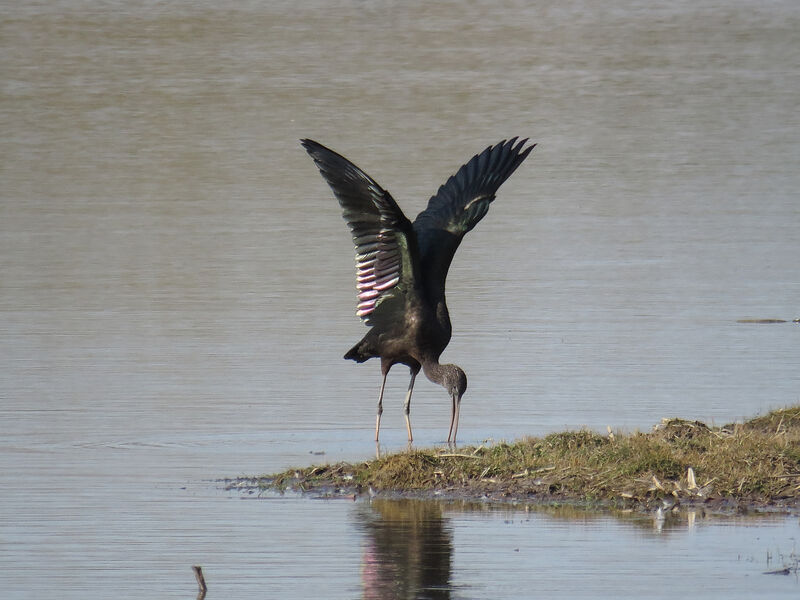 Glossy Ibis