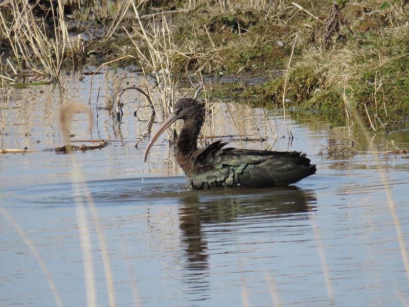 Ibis falcinelle