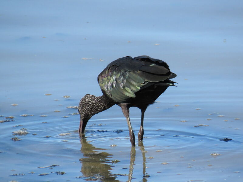 Ibis falcinelle