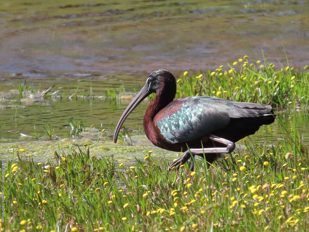 Ibis falcinelle