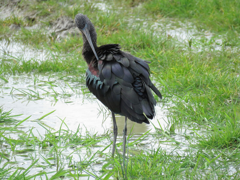 Ibis falcinelle