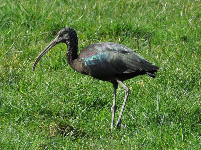 Glossy Ibis