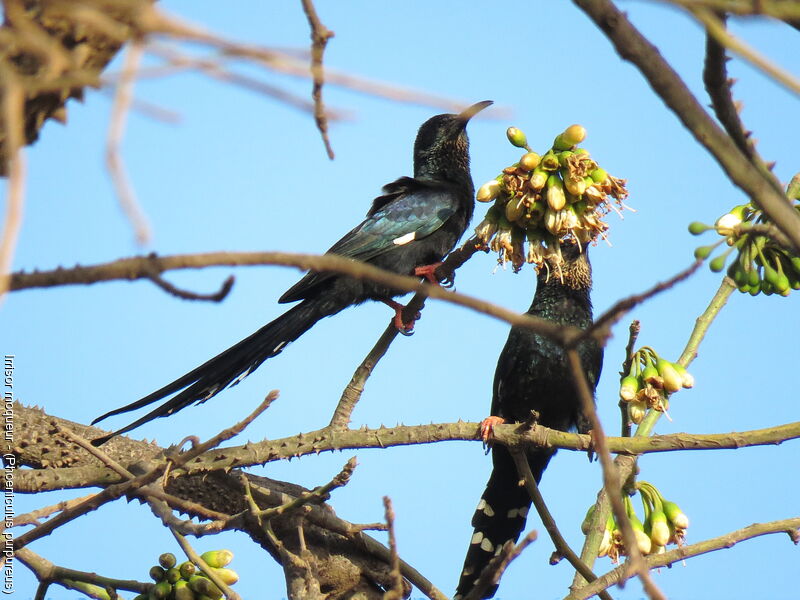 Green Wood Hoopoe