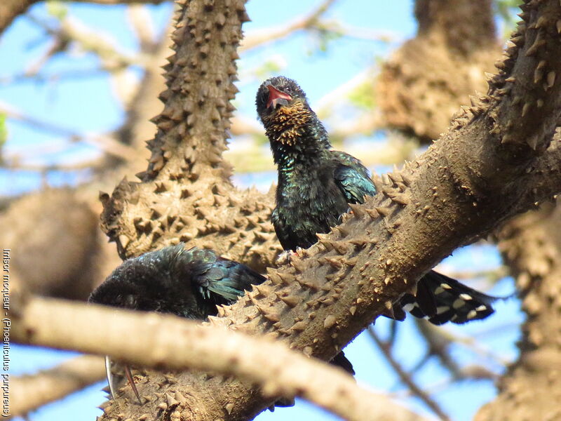 Green Wood Hoopoe