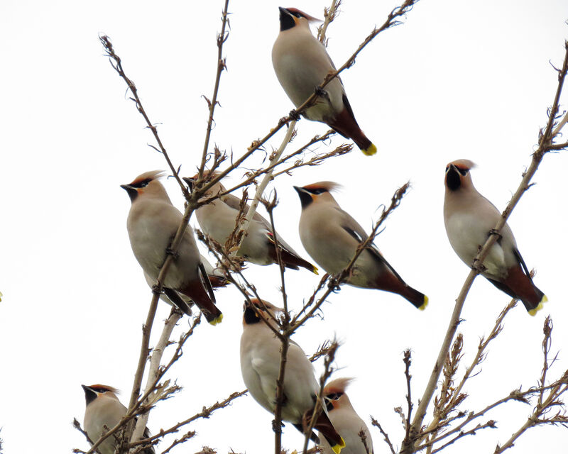 Bohemian Waxwing