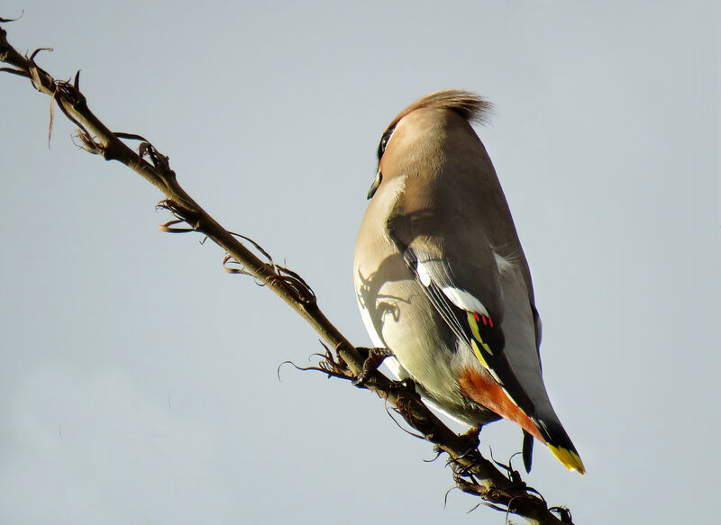 Bohemian Waxwing