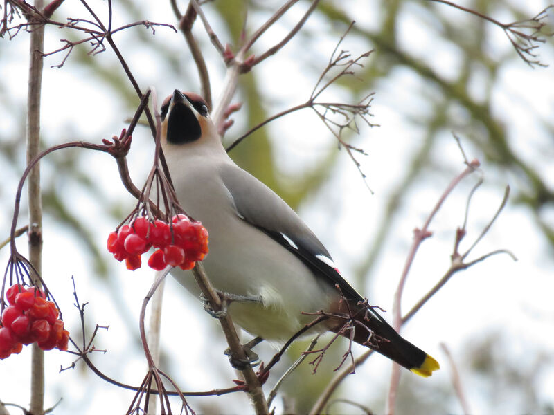 Bohemian Waxwing