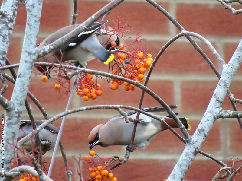 Bohemian Waxwing