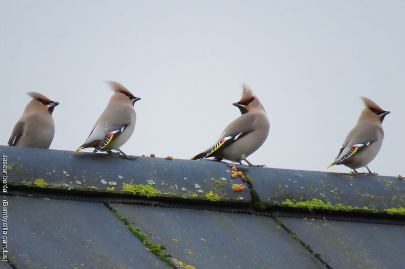 Bohemian Waxwing